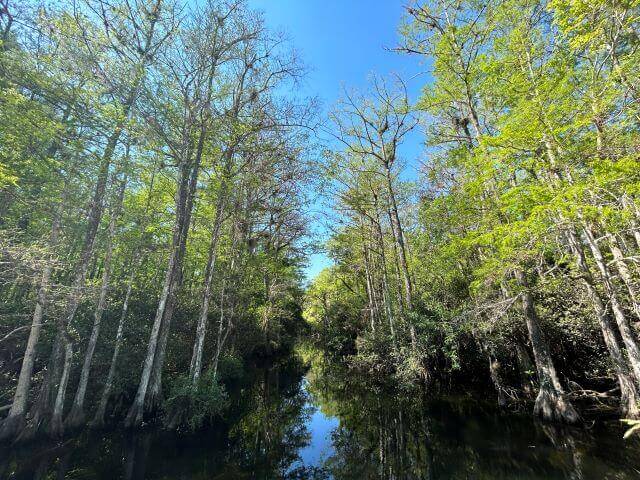 Pow: Big Cypress National Preserve - The Ranger Desk